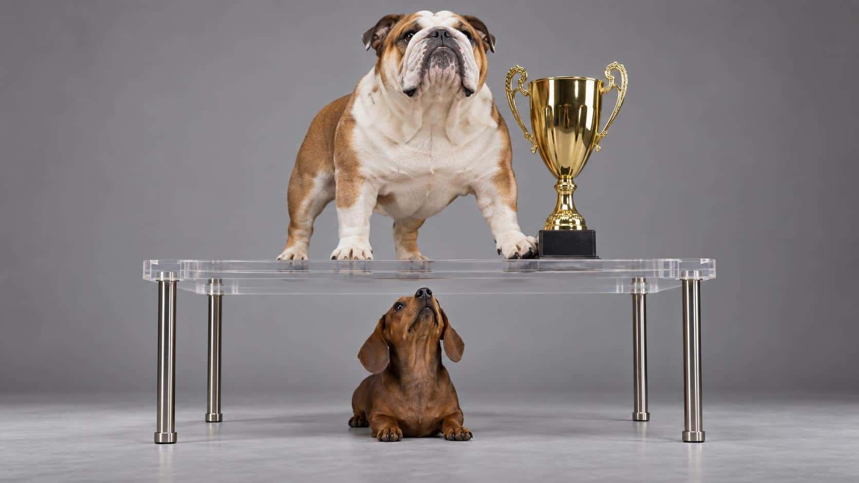 Underdog: a short brown dachshund crouches low beneath a raised clear acrylic platform, head tipped back to look up, while a heavy broad-chested bulldog stands squarely on the platform above, chin lifted, one paw near a tall gold cup on a plinth at the platform's edge. Soft studio light from the…