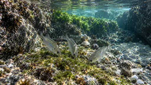 Three small silvery fish swim in a loose group over a patch of green algae on the pebble bed of a shallow granite tide pool, grazing at the algae film, a pale weed shelf and a few shells behind them in rippling sunlight.
