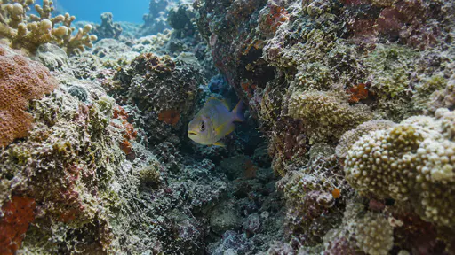 A narrow reef crevice with crowded encrusted coral walls holds one small reef fish hovering inside its shade in clear blue water.