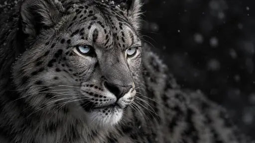 A close up black and white portrait of a snow leopard with thick spotted fur, pale piercing eyes and long whiskers against a soft snowy blur.
