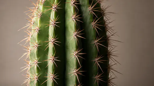 The ribbed stem of a cactus fills the frame in raking side light showing rows of spine clusters along each rib in close detail.