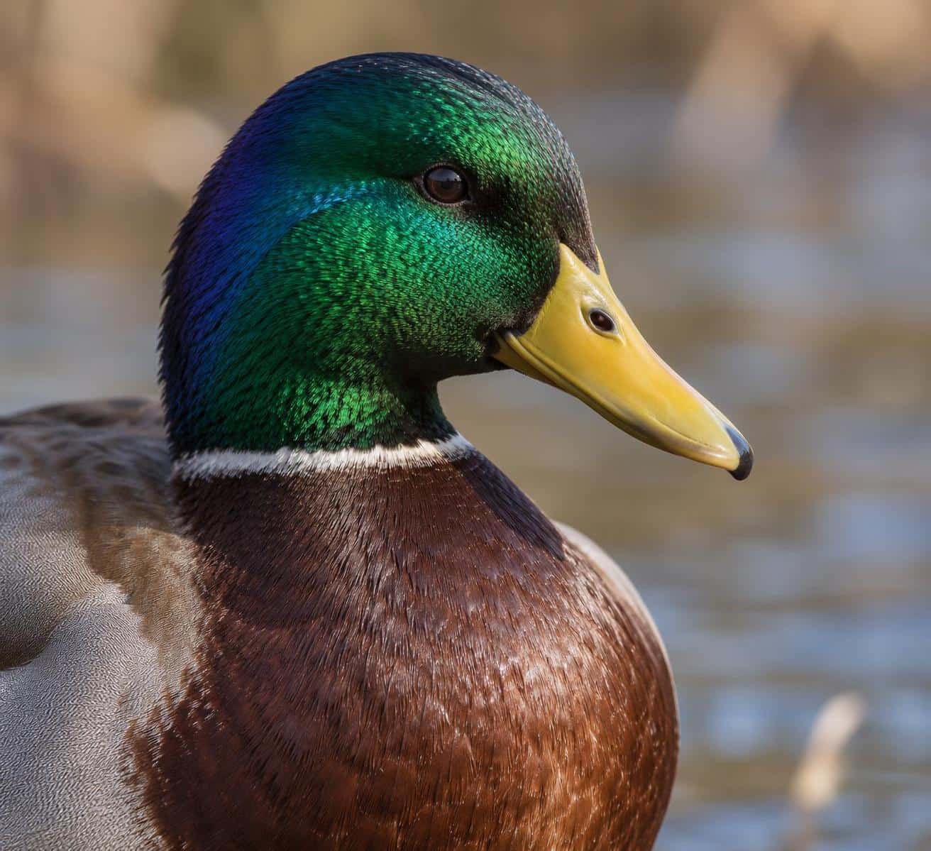 Angle-dependent iridescent plumage, prompt only example