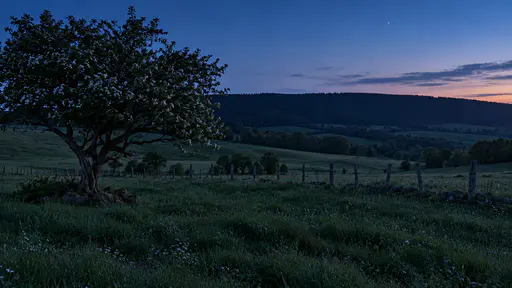 A rolling meadow settles at blue hour in calm still air with upright motionless grass, a hawthorn silhouette, soft blue-grey tree line and fence posts and a deep blue sky with one faint star above a pale horizon glow.
