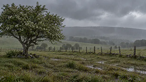 A rolling meadow with an old blossoming hawthorn tree, a dark tree line on a low hill and a wooden post fence stands under steady grey rain with diagonal rain streaks, dark wet grass and shining puddles.