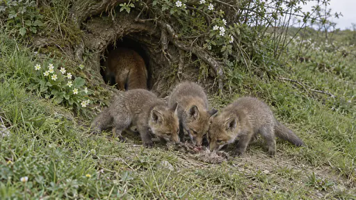 Three fox cubs with fluffy grey-brown fur feed together at the mouth of an earth on a grassy bank with their heads down over a scrap of prey and their tails bunched behind them while a russet haunch shows in the dark entrance in diffuse midday light.