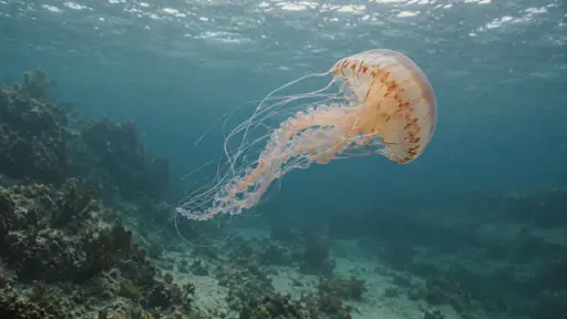 One jellyfish turns as it swims through clear open water with its tentacles curved behind the bell in a smooth arc and the bell tilted mid-turn.