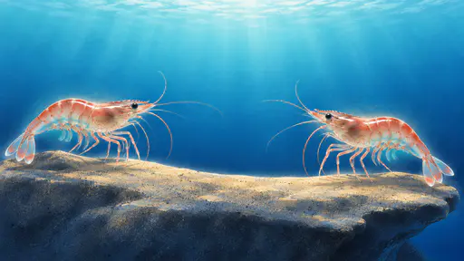 Two adult shrimp rest apart on a flat rock ledge in an airbrush illustration with soft sprayed gradients and a pale blue glow.