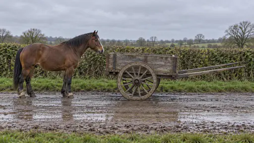 Putting the cart before the horse: a full side view rural editorial photograph of a narrow country lane under soft overcast light, where an empty wooden farm cart stands in front with its shafts projecting forward while a brown horse stands directly behind it facing the same direction, the…