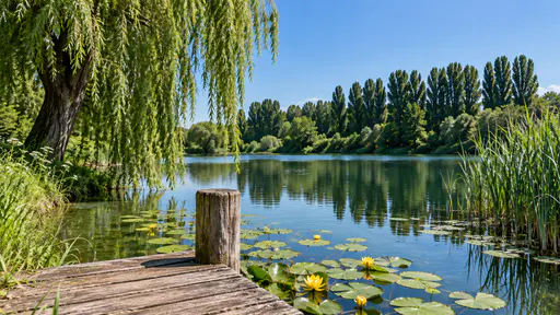 Yellow water-lily flowers stand fully open on flat green pads along the edge of a pond beside a short wooden jetty with a weeping willow and a reed bed under hard overhead noon light and a clear blue sky.