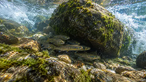 A cluster of young fish holds in the calm pocket of slack water behind a large mossy boulder while white water rushes past on both sides of it in a fast stream in cool morning side light.